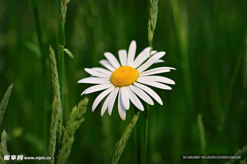 一朵雏菊绽于翠绿草丛