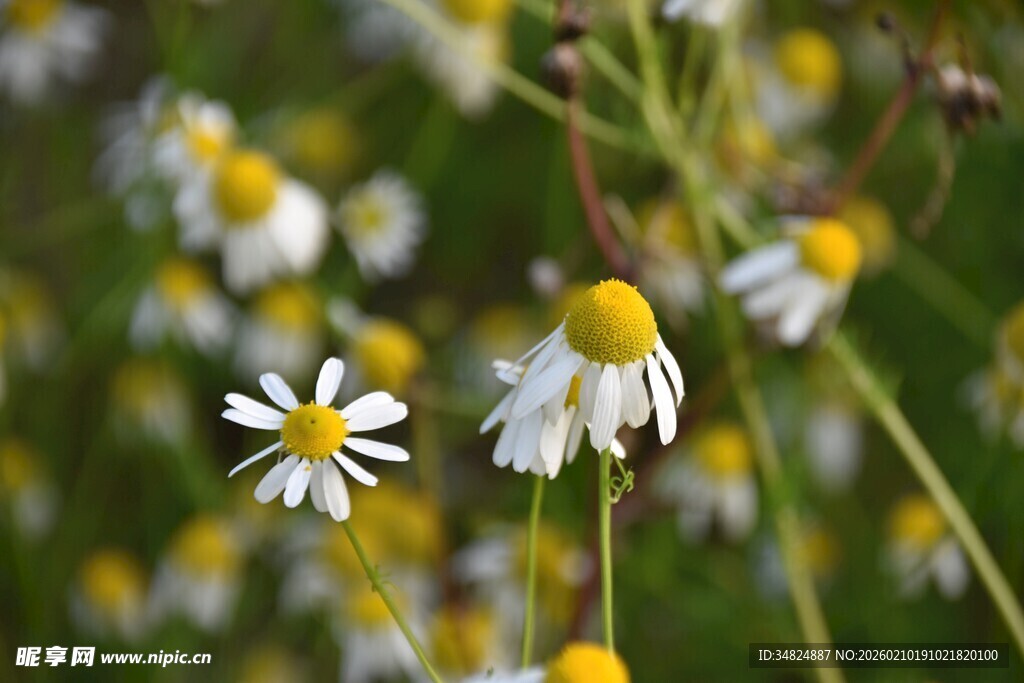 田野中的清新小雏菊