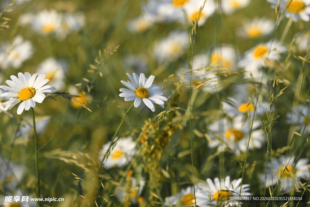 雏菊盛放的美丽花海