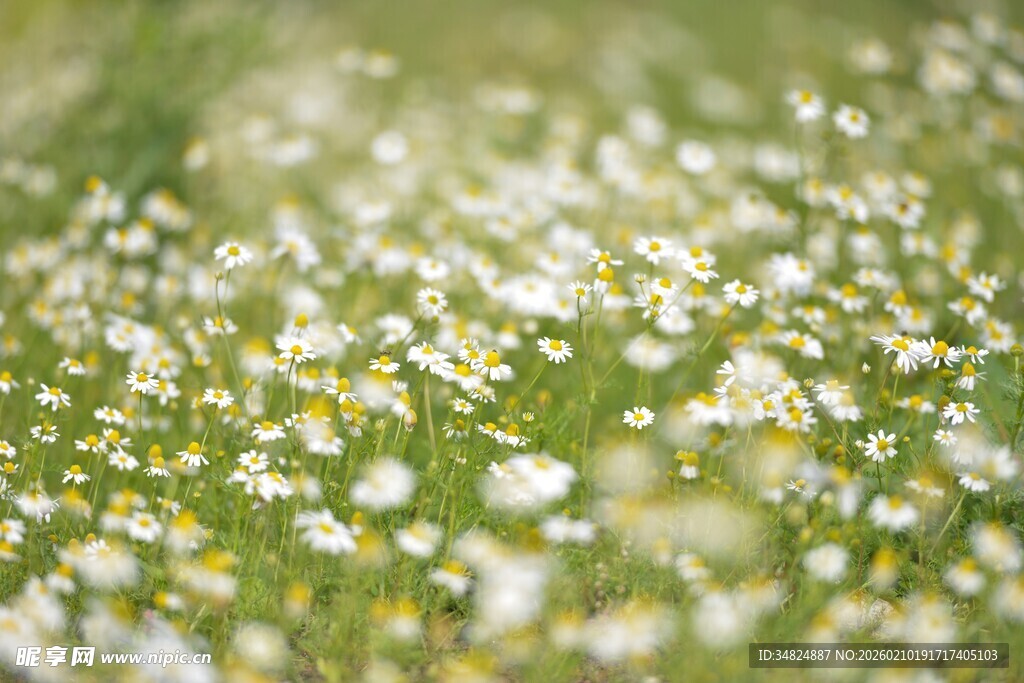 春日雏菊盛放美景
