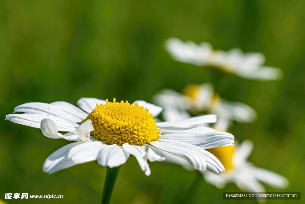 清新雏菊绽放于绿野