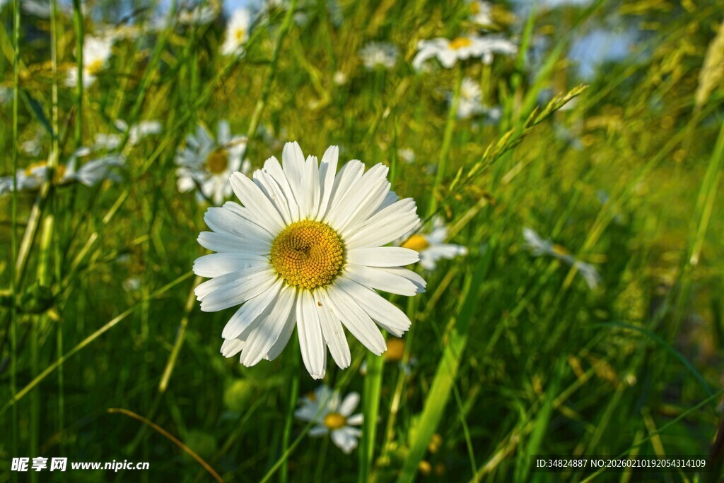 草地上的清新小白菊