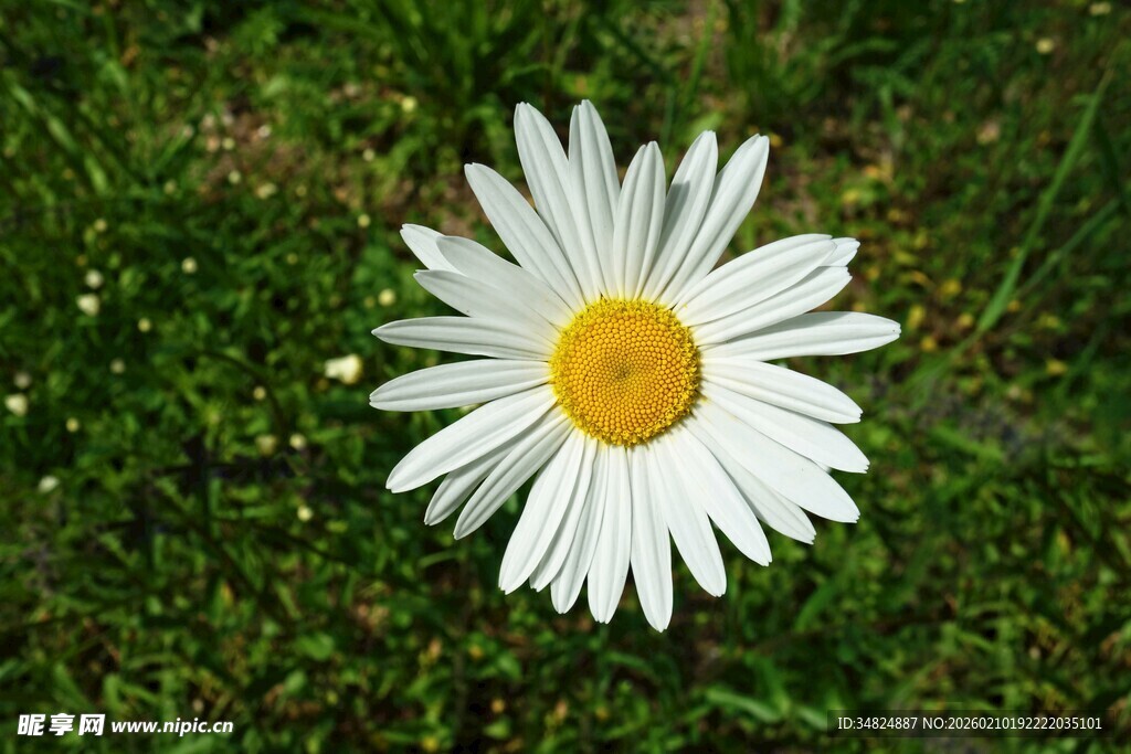 草地上的白色雏菊