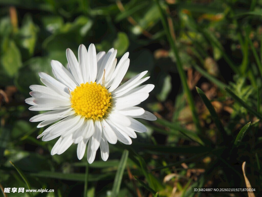 白色雏菊绽放于草丛间
