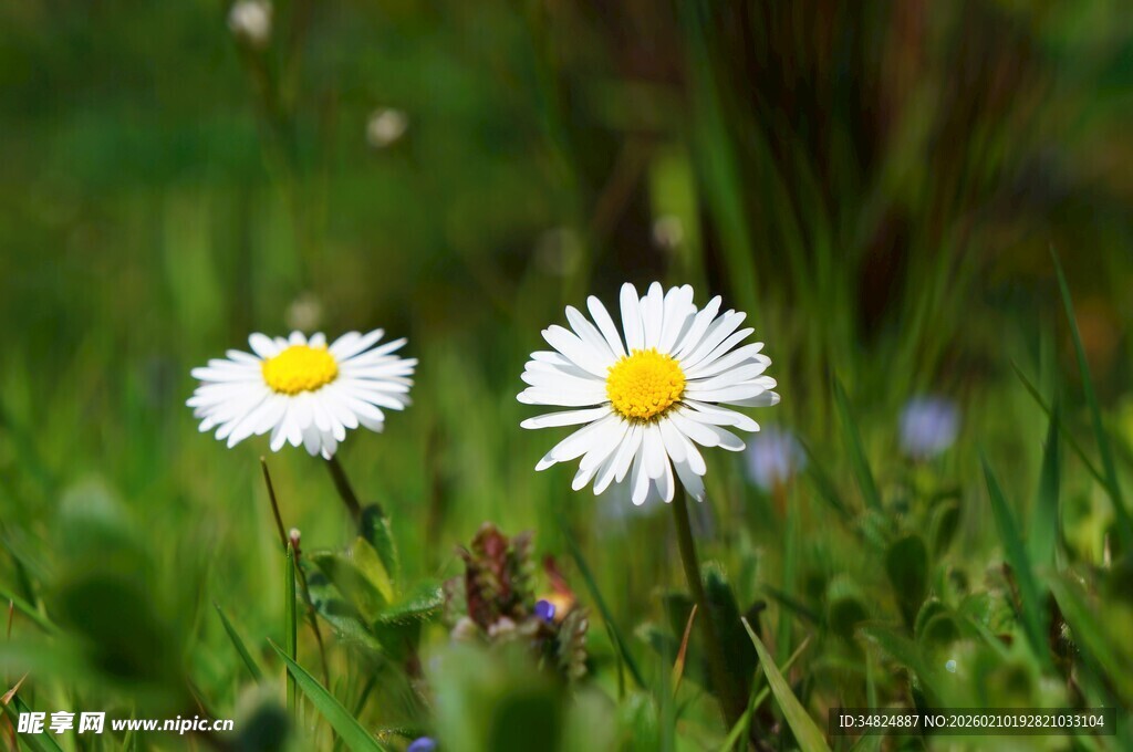 草地上的两朵小白雏菊