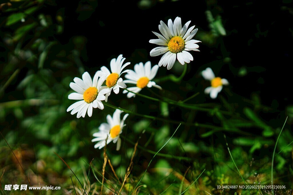 清新雏菊绽放于绿草间