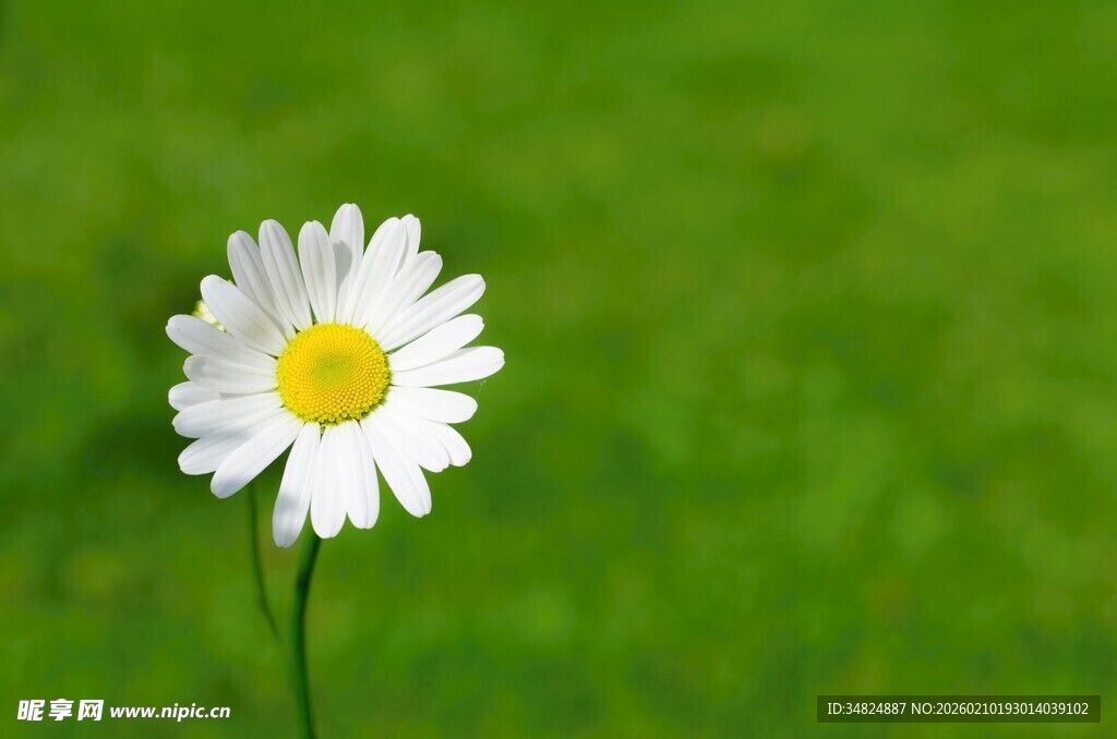 单株雏菊绽放于绿草地