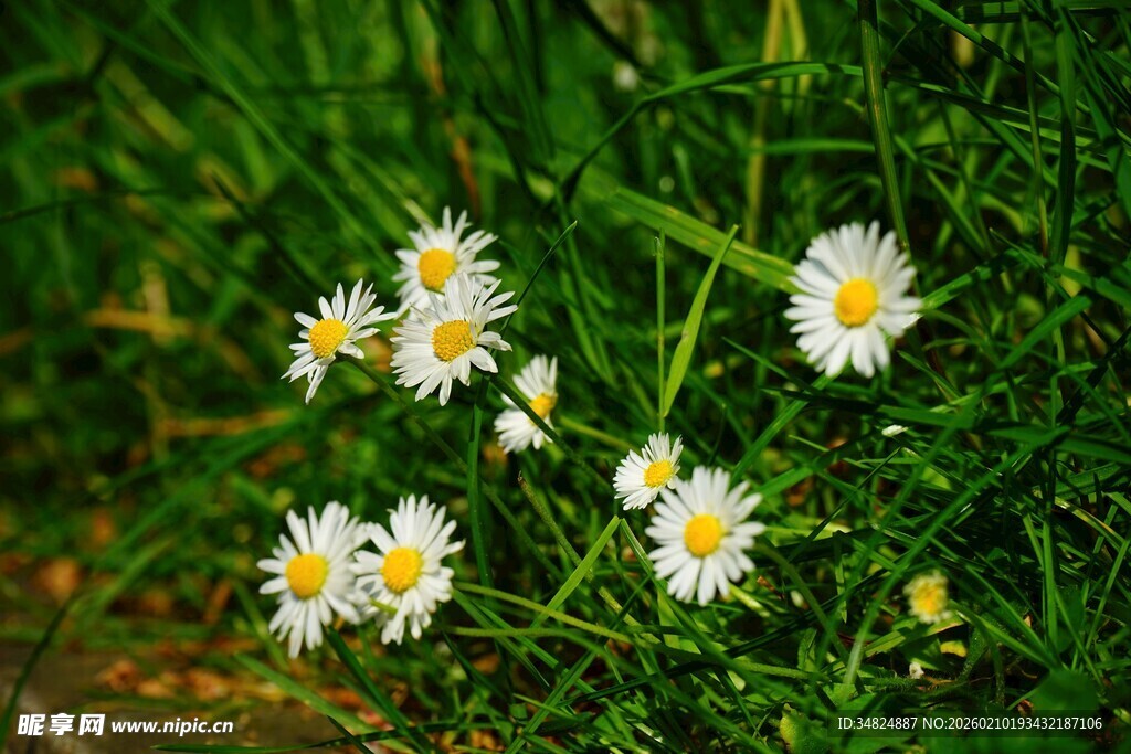 草丛中的白色小雏菊
