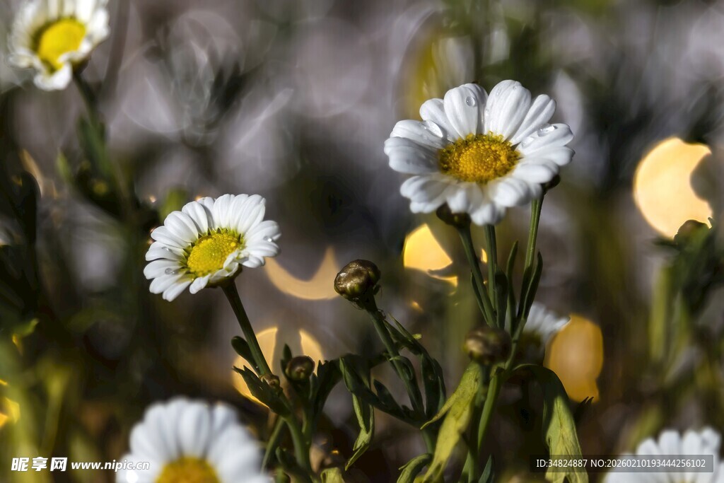 清新雏菊绽放于自然间