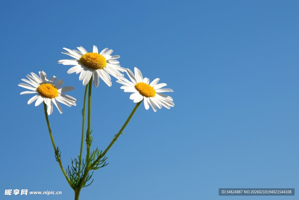 蓝天背景下的清新小雏菊