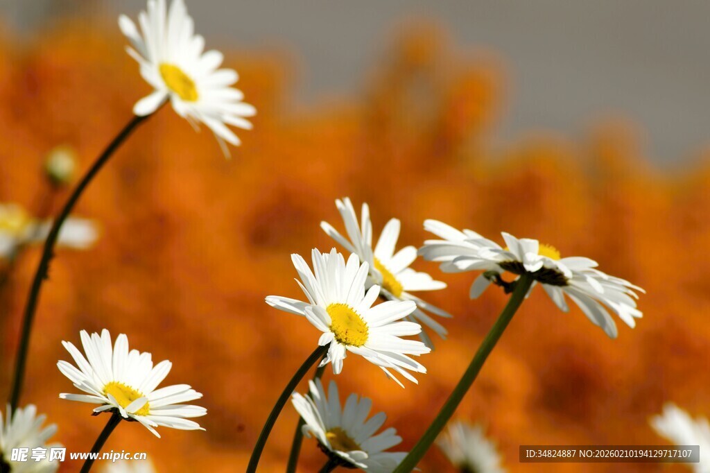 阳光下绽放的白色雏菊