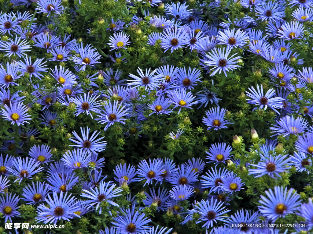 蓝紫色菊花绽放的美丽景象