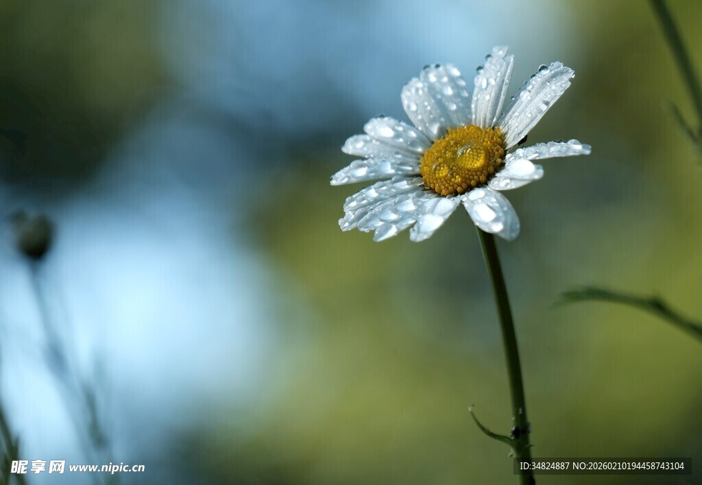 带露珠的清新小白菊