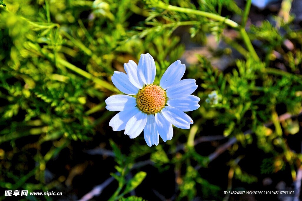 蓝白菊花绽放于草丛间