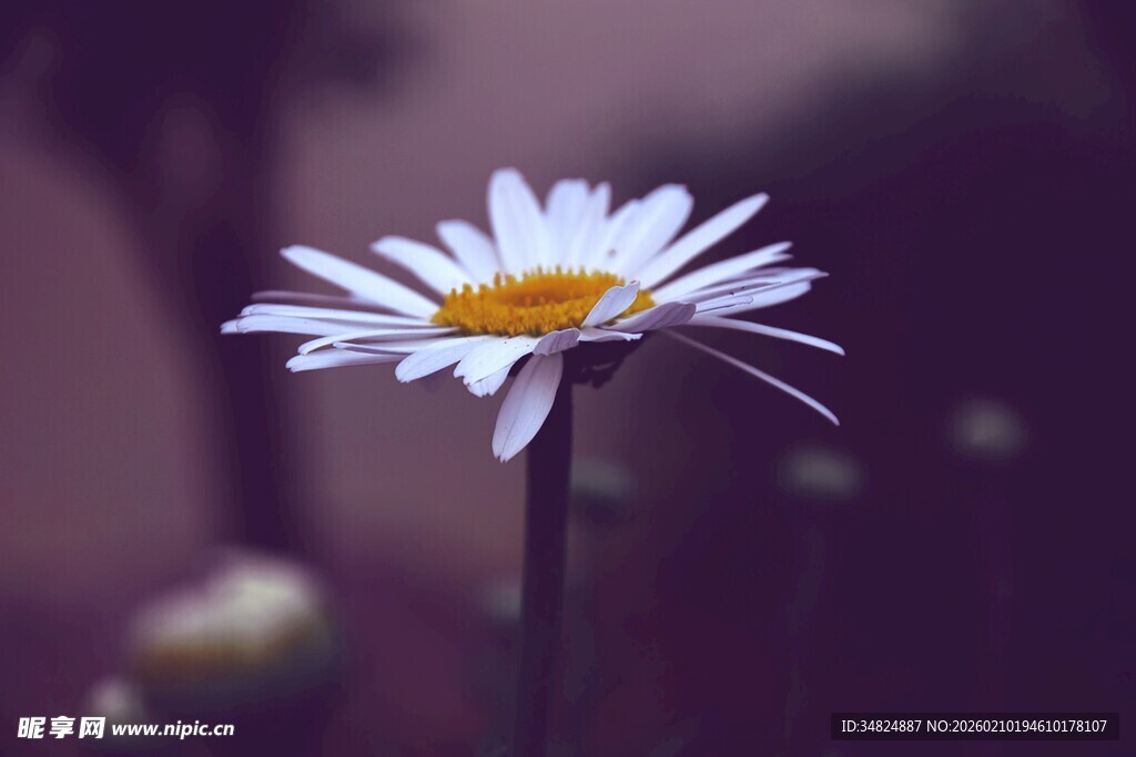 一朵绽放的白色雏菊花