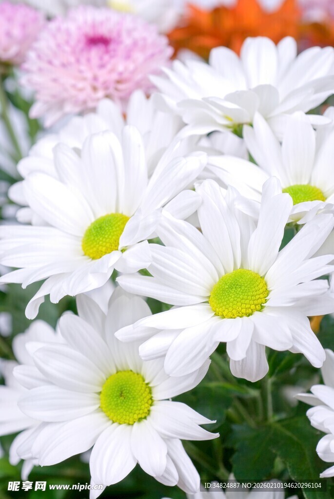 清新白色雏菊绽放