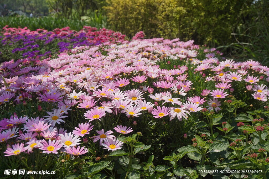 烂漫粉色菊花绽放花丛