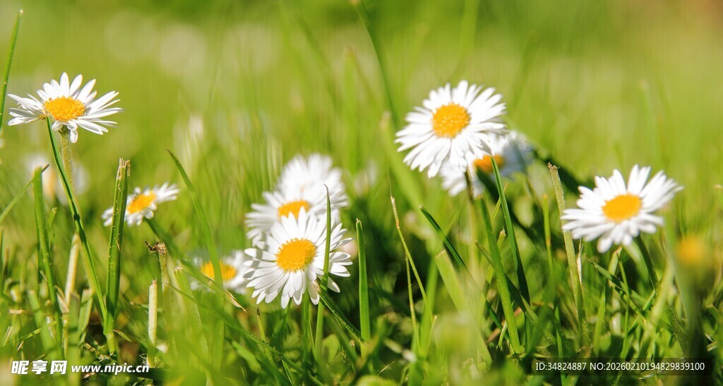 春日雏菊绽放于绿草地