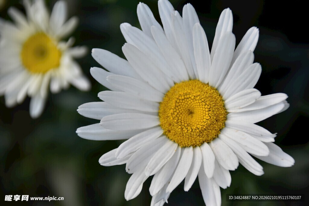 清新小白菊绽放