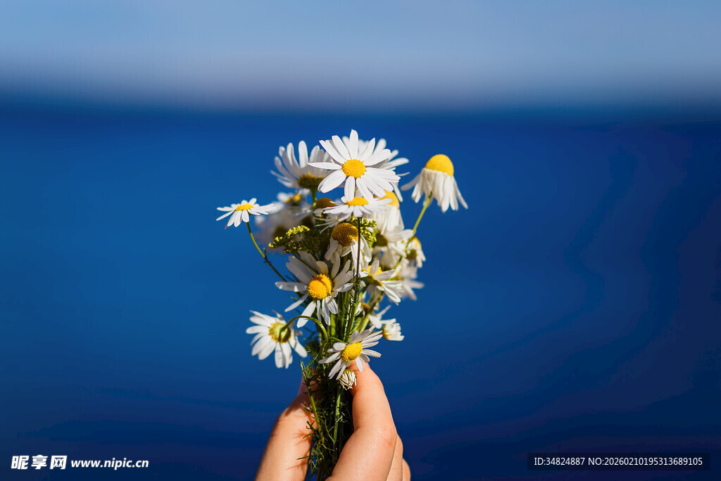 手捧雏菊邂逅一抹湛蓝