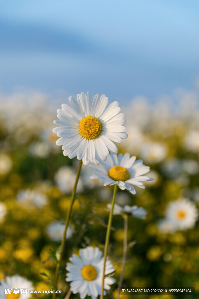 田野中的美丽雏菊绽放