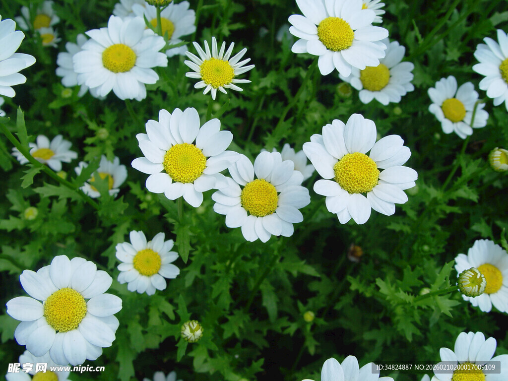 清新雏菊绽放于绿意间