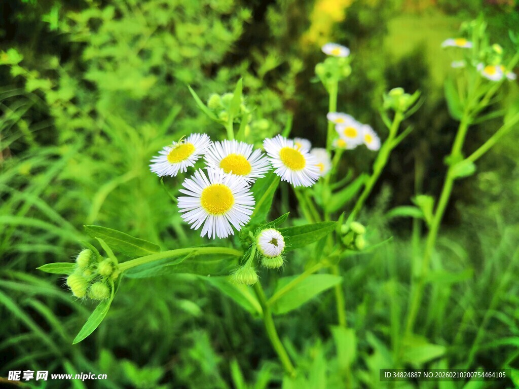 草丛中的清新小白菊
