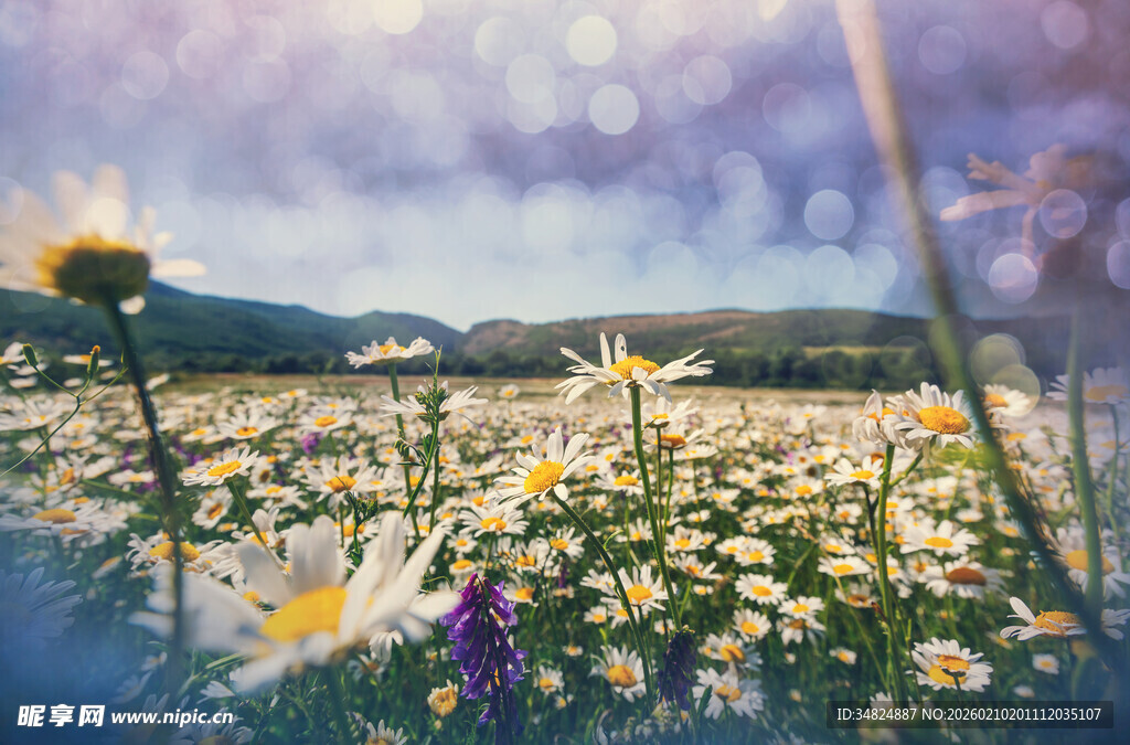 花海美景绽放的绚烂雏菊