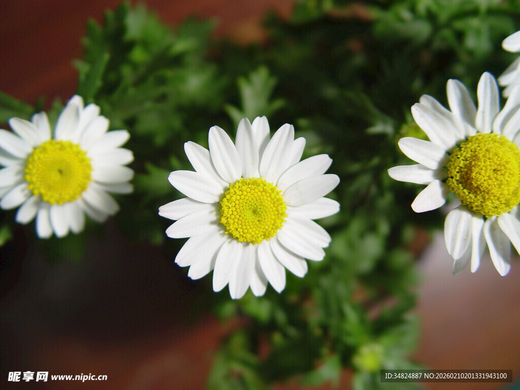 清新雏菊绽放绿意间