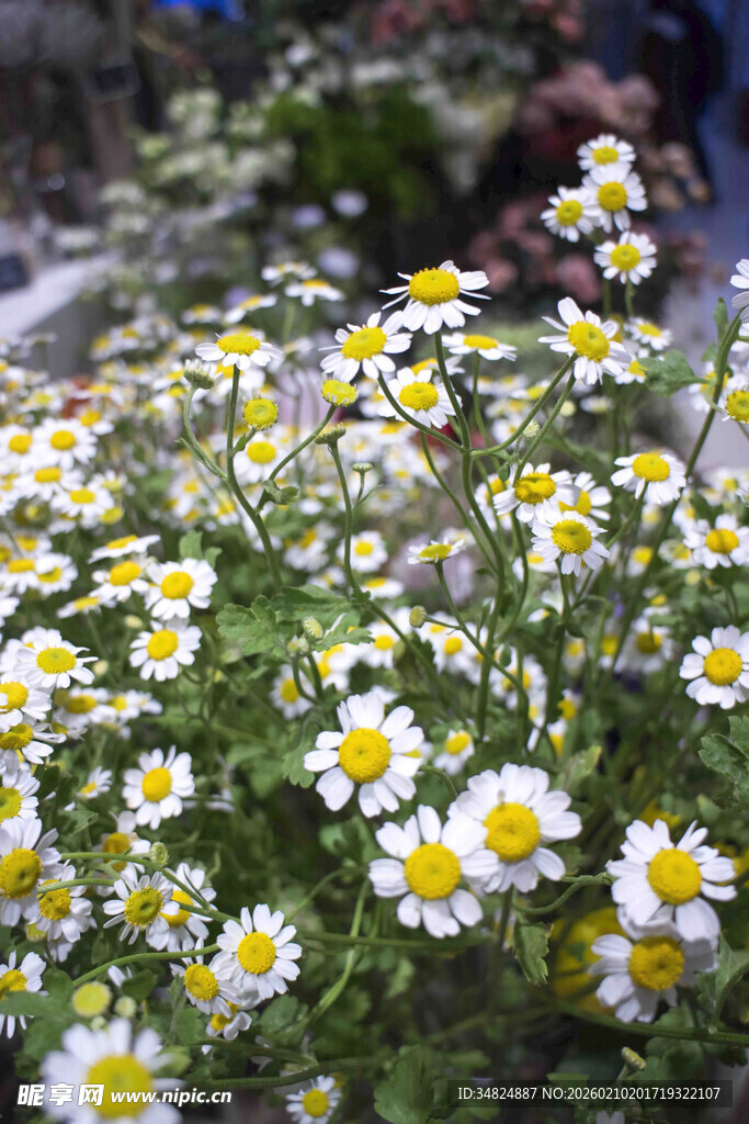 烂漫小雏菊绽放于花丛