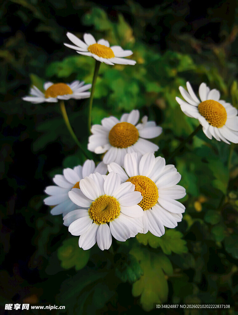 清新绽放的白色雏菊