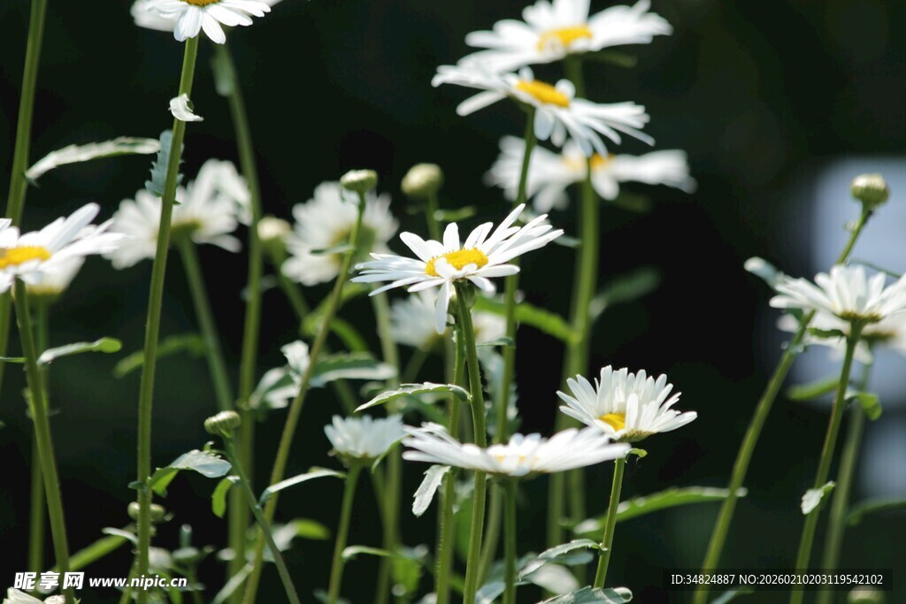 清新雏菊绽放