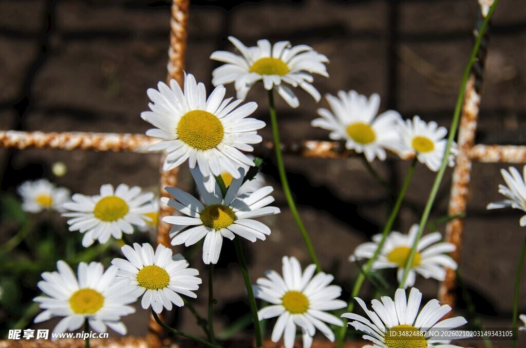 栅栏边绽放的小白雏菊