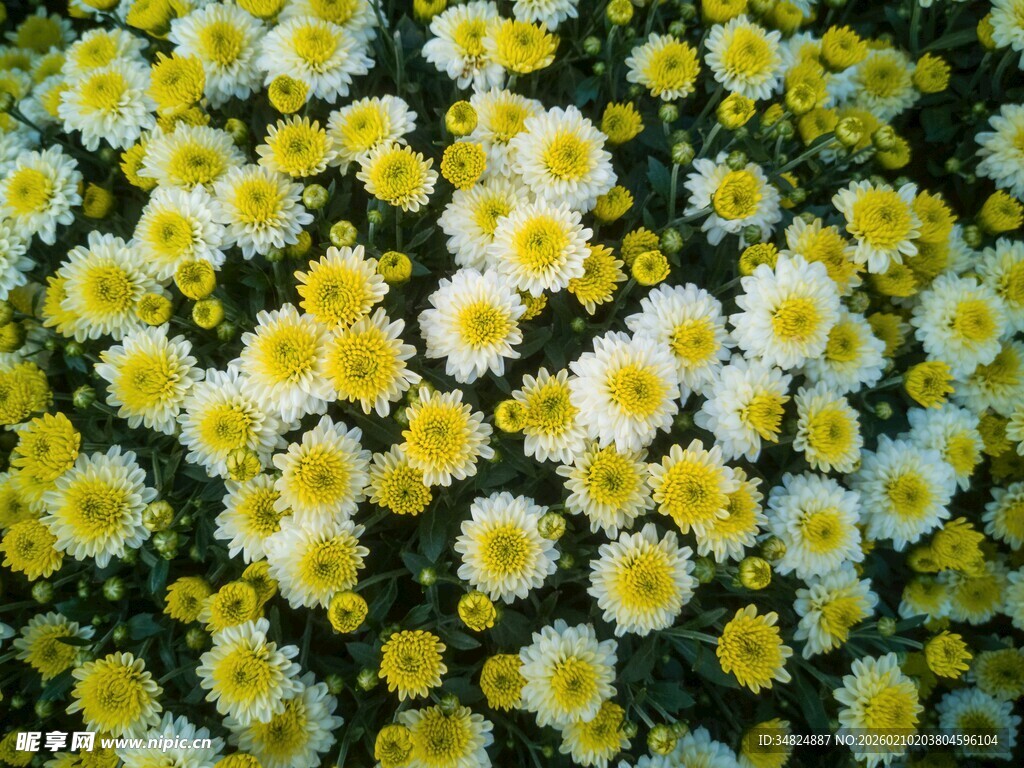 小雏菊绽放的美丽画面