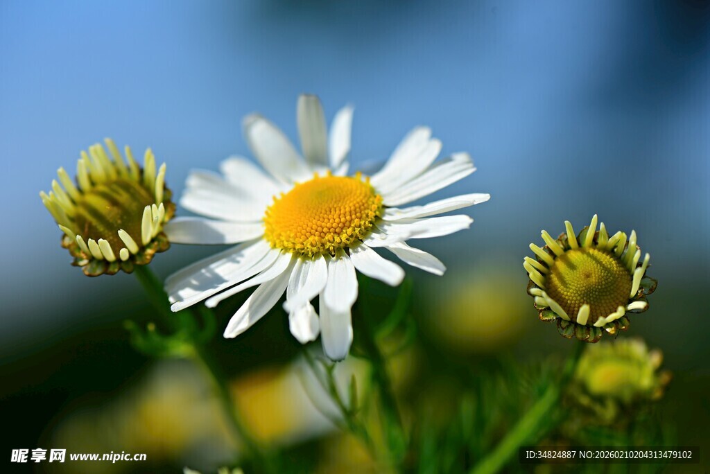 绽放的清新小白菊
