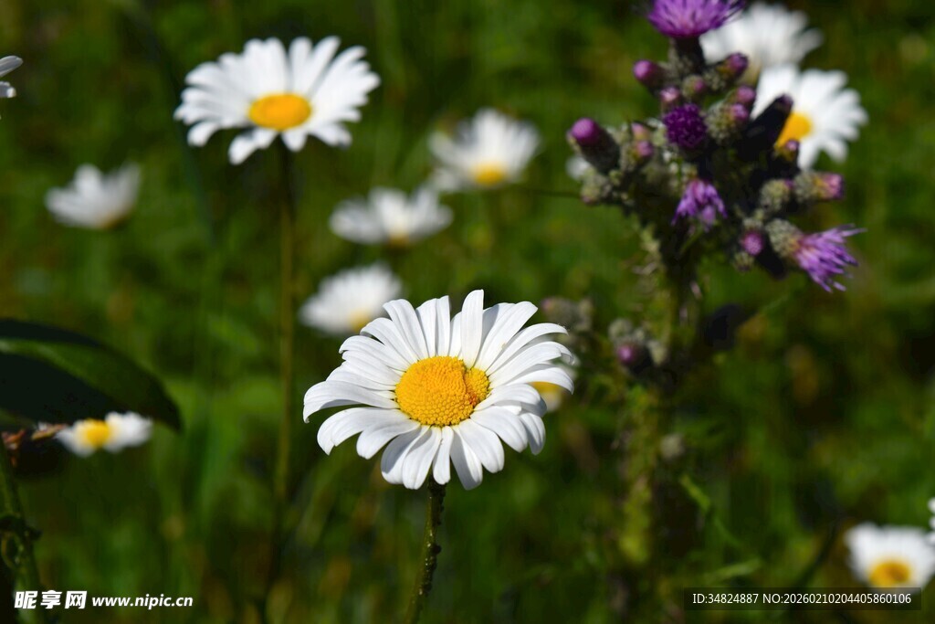 田野中的清新雏菊绽放