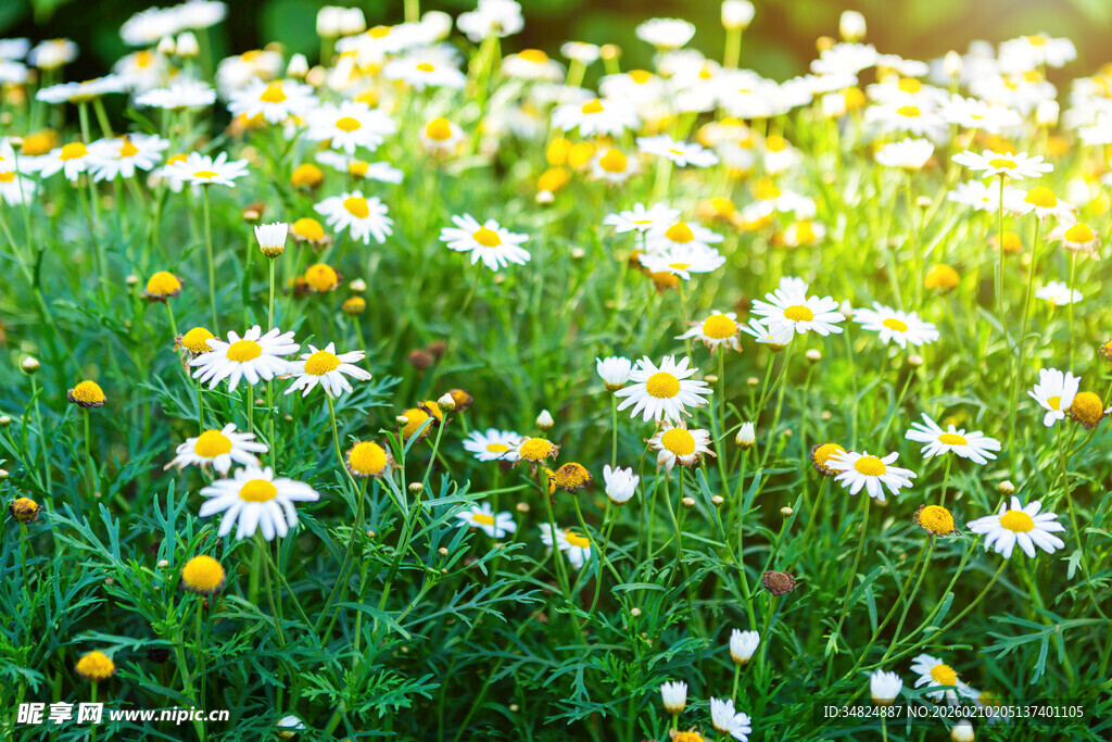 阳光下的雏菊盛放美景