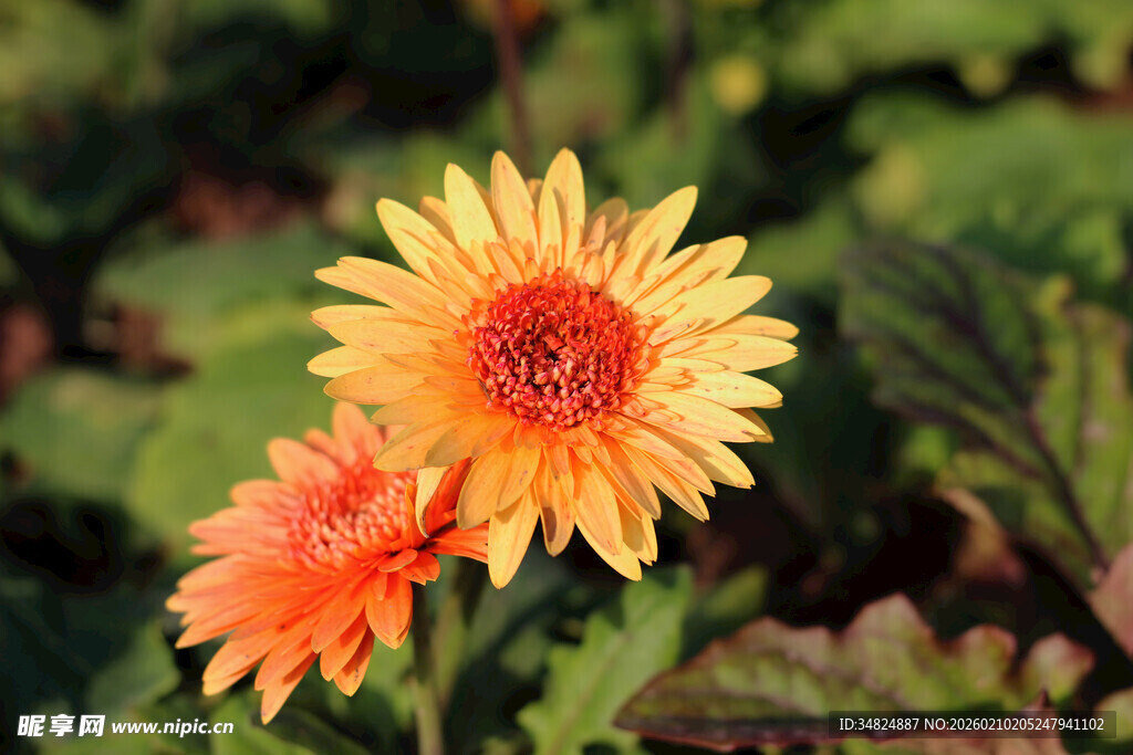 两朵鲜艳绽放的美丽花朵
