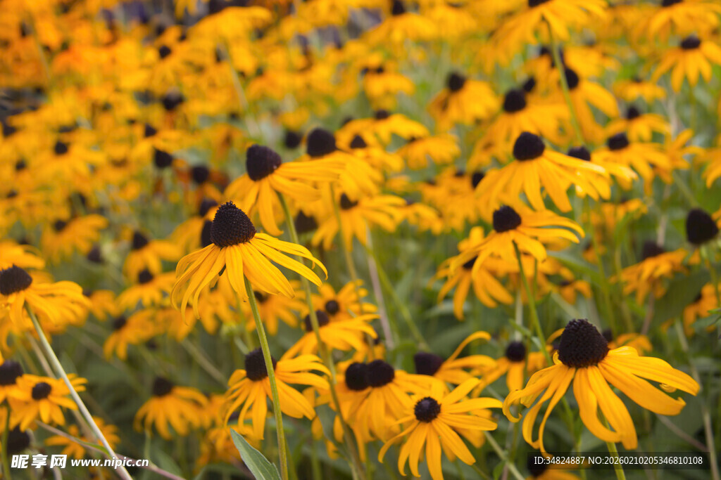 金黄黑心菊绽放的美丽