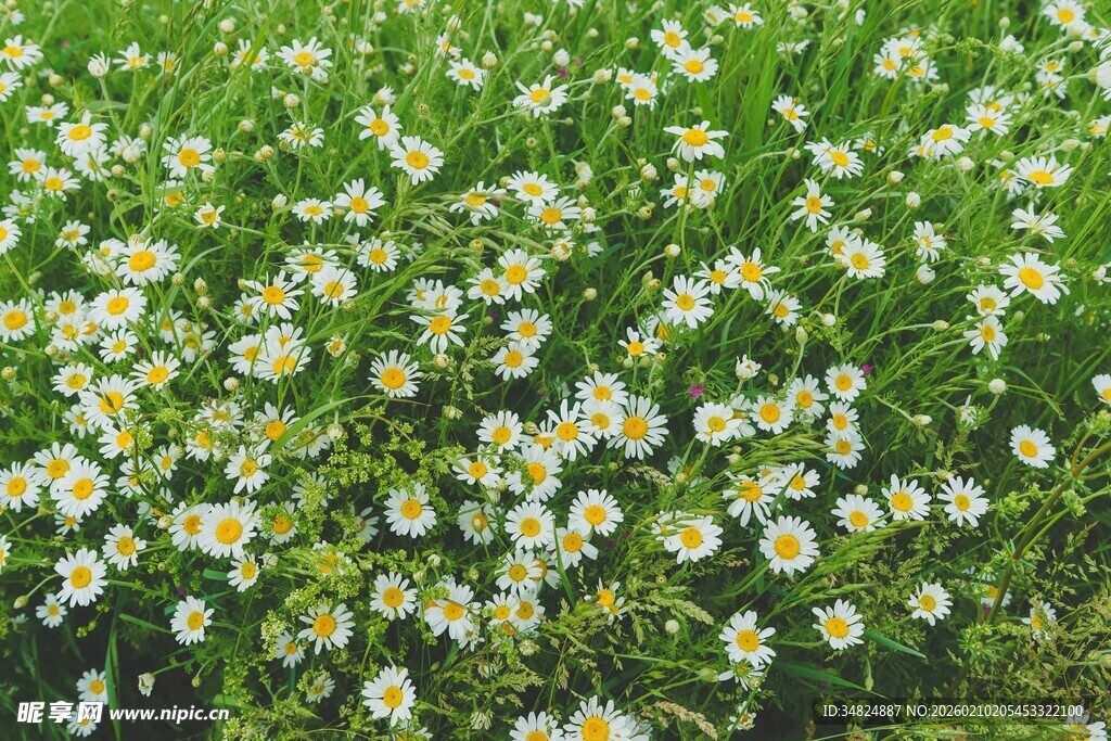 遍野小白菊绽放