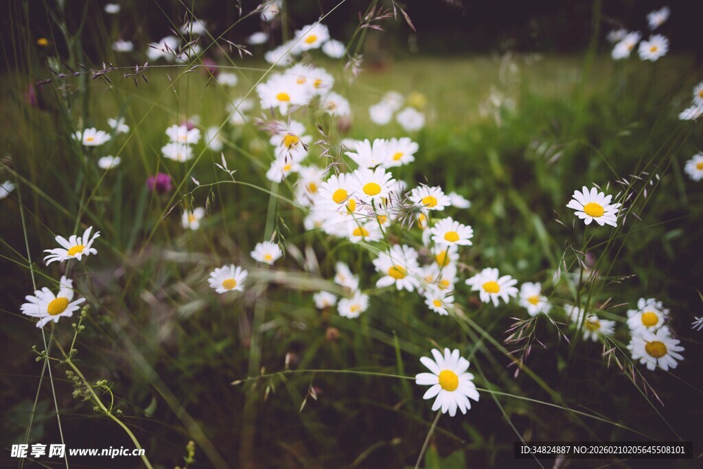 田野中的小白菊绽放