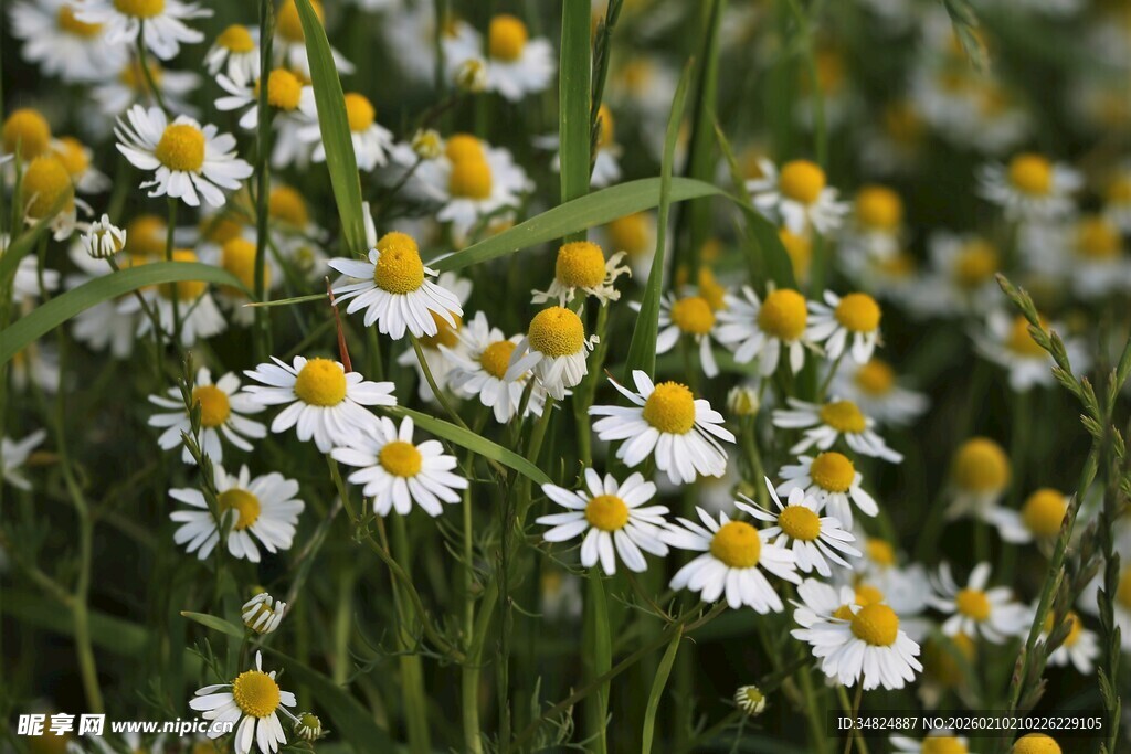 雏菊绽放的美丽花田