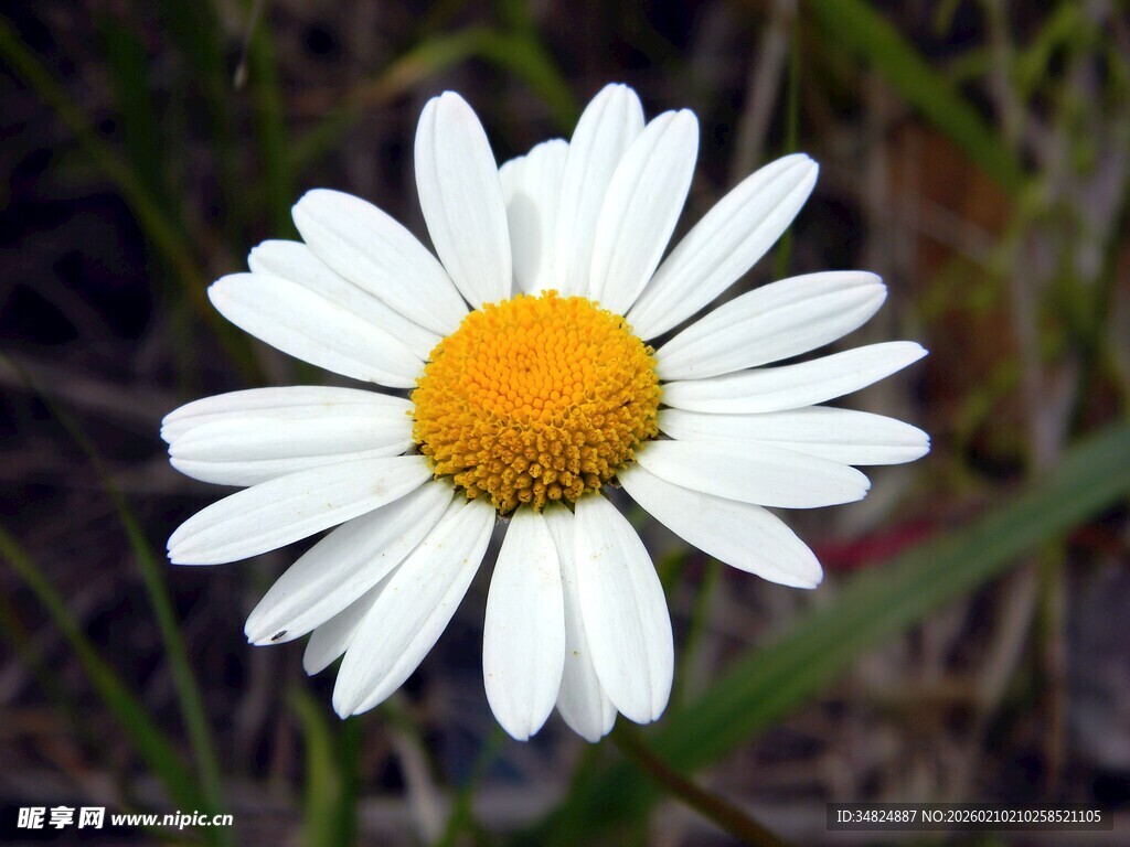 白色雏菊绽放瞬间