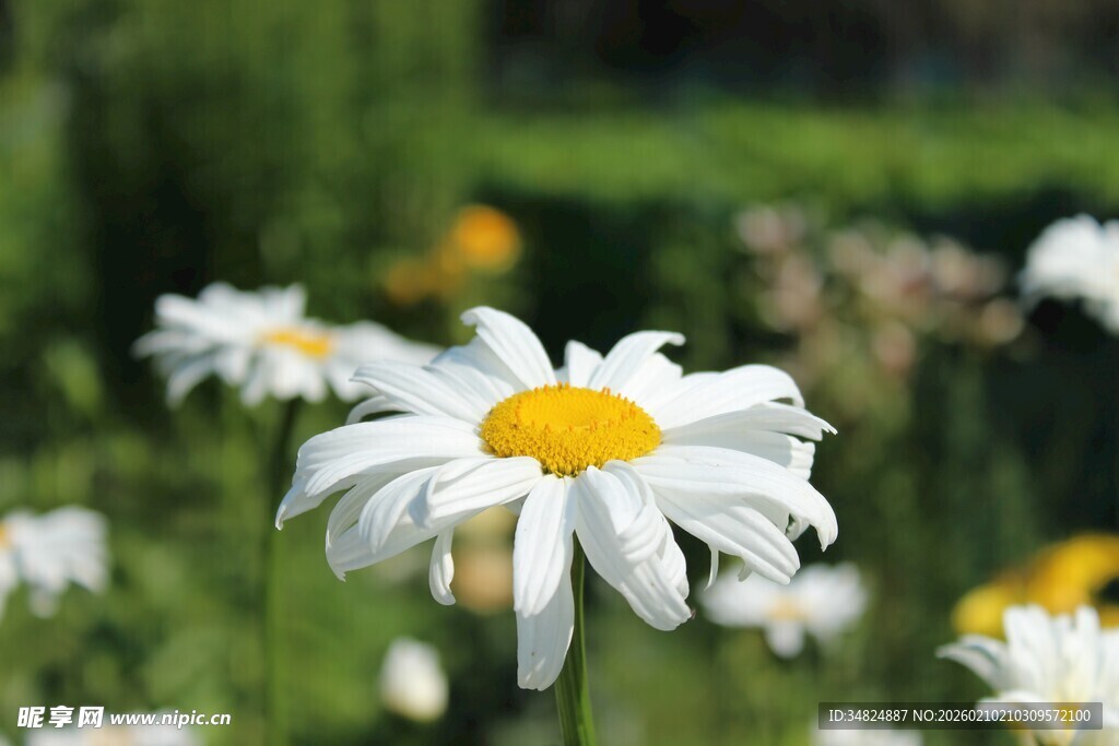 田野中的美丽白色雏菊