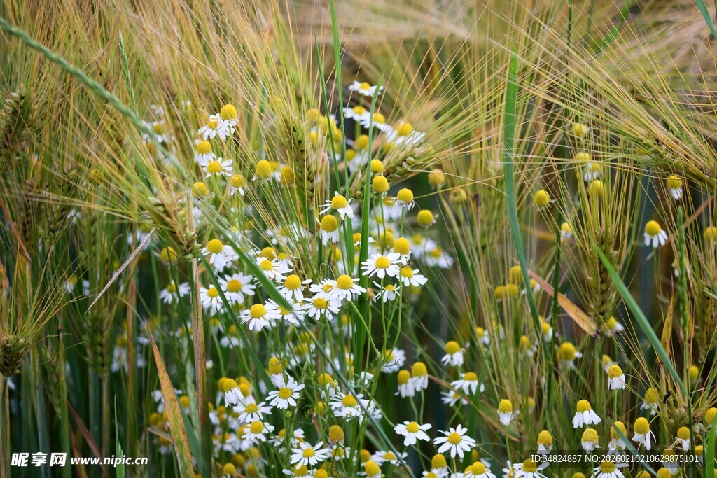 麦田中的雏菊绽放