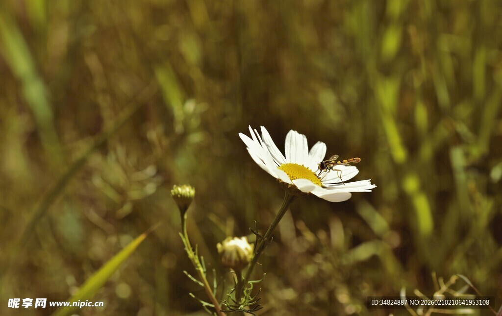 田野中的单朵白色雏菊