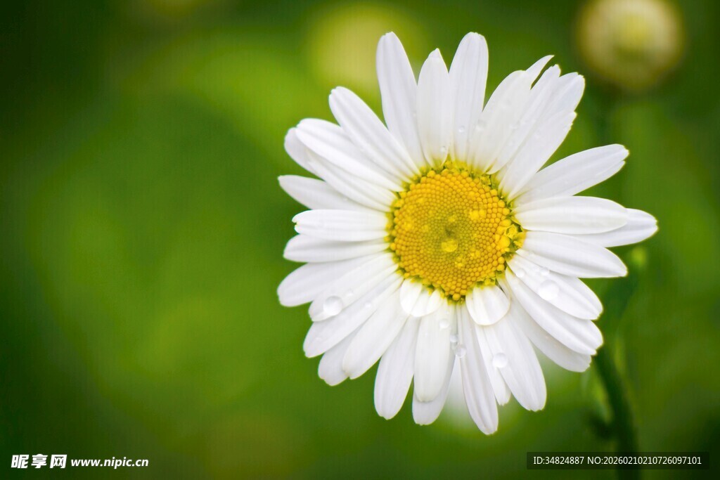 清新小白菊绽放绿意间