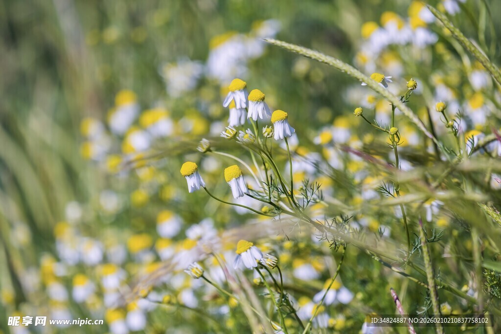 烂漫雏菊绽放于绿野间