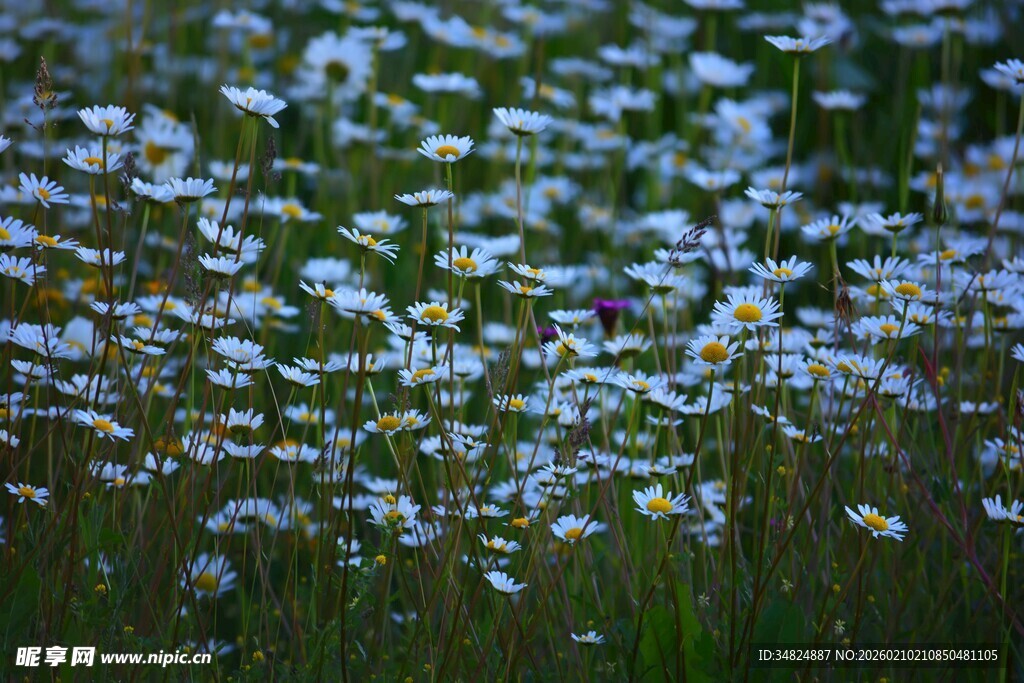 繁花似锦的草地美景
