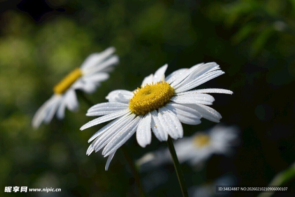 清新雏菊绽放于绿意间
